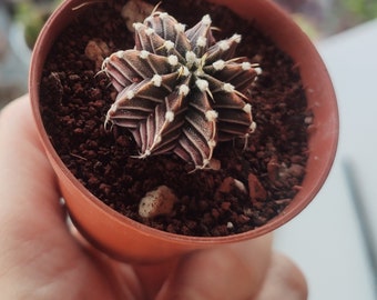 Gymnocalycium Friedrichii Lb 2178 | Rare Cactus | Live Plant