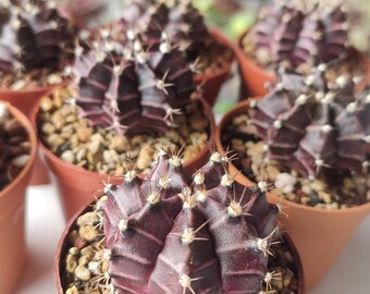 Gymnocalycium michanovichii violet