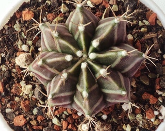 Gymnocalycium Friedrichii levende cactusplant