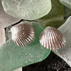 Sterling Silver scallop shell ear studs, made from recycled silver.  Hand made by Simon Charles, a sustainable jewellery maker.