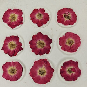 Selo de cera de rosa selvagem/selos de cera autoadesivos/convite de casamento/selo de cera de flor/casamento diy/selos de cera de casamento/flor prensada/rosa