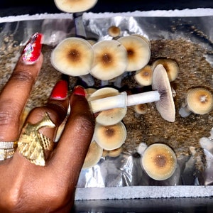 May include: A close-up of a hand holding a light brown mushroom with a white stem. The mushroom is surrounded by other mushrooms of similar color and shape, all growing on a silver foil surface.