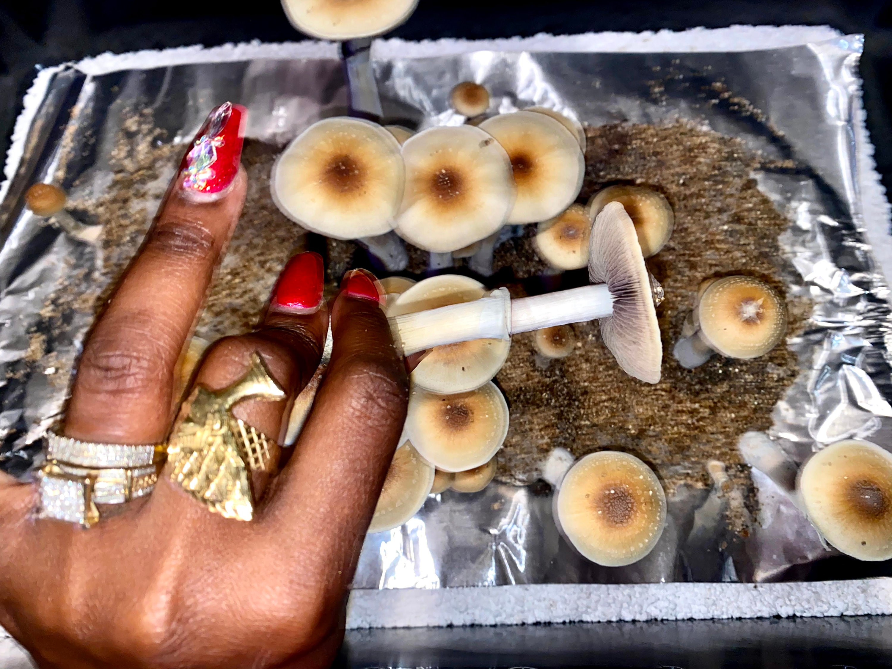 Magic mushroom grow kit - Etsy 日本 Magic mushroom grow kit - Etsy 日本