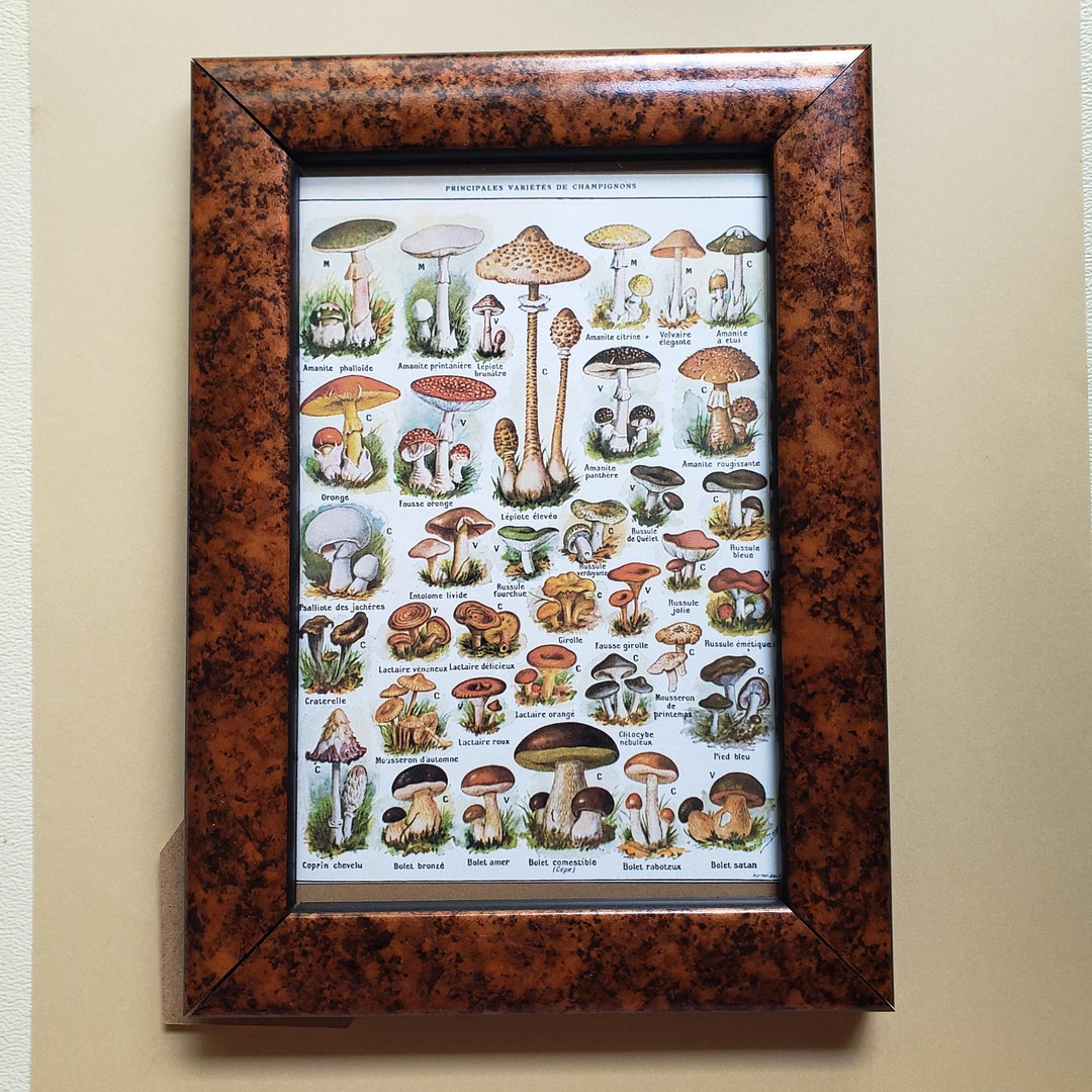 Vintage Mushroom Print in Retro Frame Etsy