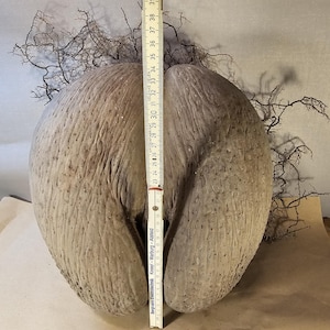 May include: A large, textured, light brown coco de mer seed with a height of approximately 15 inches. The seed has a unique shape and is accompanied by dried, twig-like plant matter. A ruler is placed next to the seed for measurement.