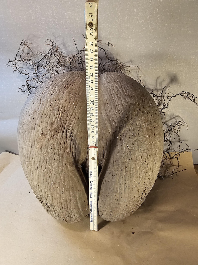 May include: A large, textured, light brown coco de mer seed with a height of approximately 15 inches. The seed has a unique shape and is accompanied by dried, twig-like plant matter. A ruler is placed next to the seed for measurement.