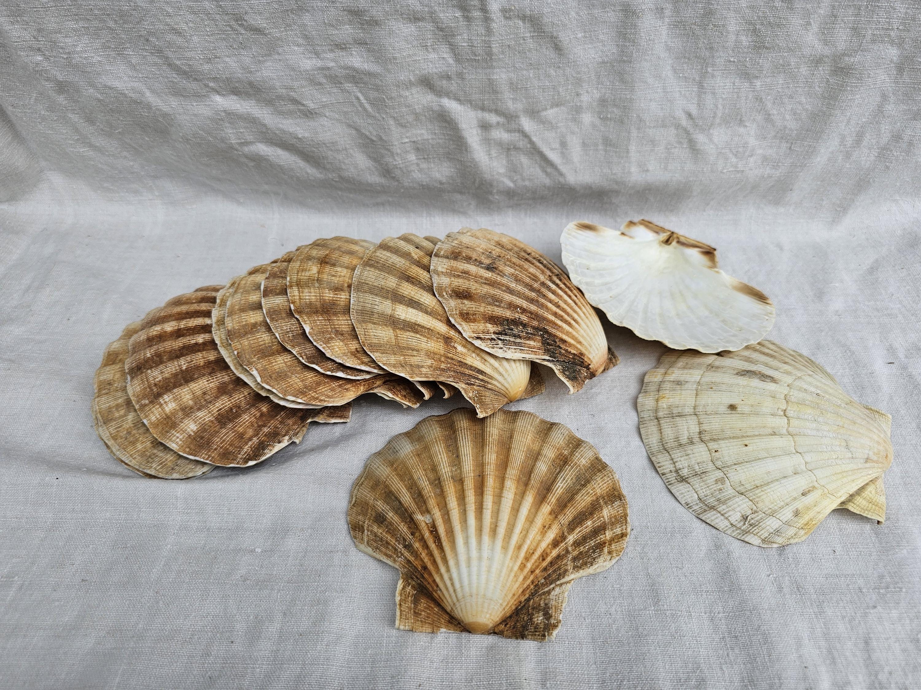 Lot De 12 Coquilles Saint-Jacques Naturelles - Déco Ou Cuisine