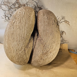 Coco de Mer – an extraordinary natural wonder | Sculptural image 3