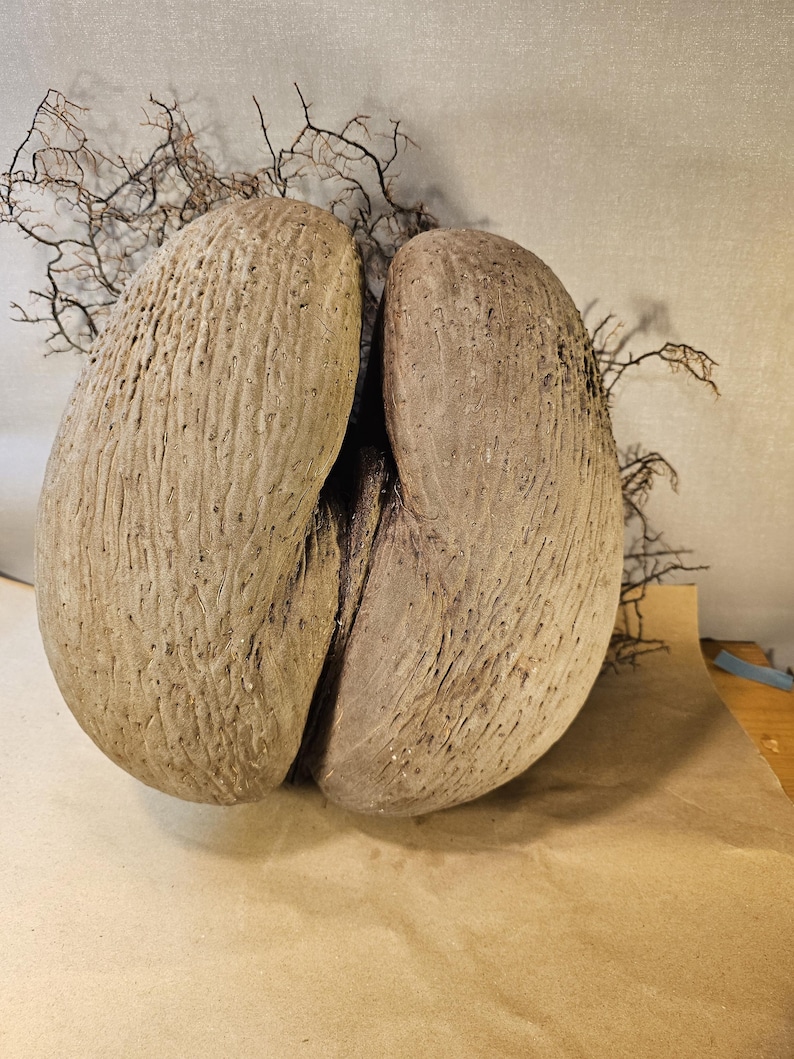 Coco de Mer – an extraordinary natural wonder | Sculptural image 3