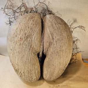 Coco de Mer – an extraordinary natural wonder | Sculptural image 1