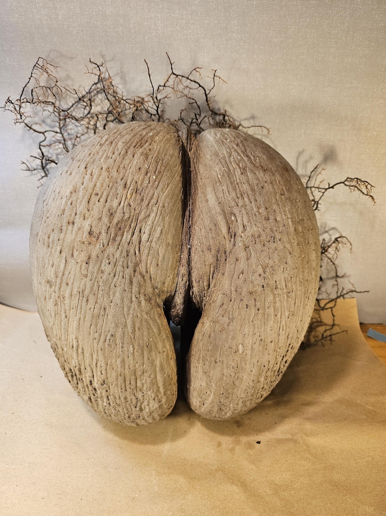 Coco de Mer – an extraordinary natural wonder | Sculptural image 1