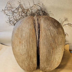 May include: A large, brown coco de mer seed with a deeply grooved texture. The seed is split down the middle, revealing a dark interior. Delicate, twig-like branches extend from the top, adding a natural element to the composition.