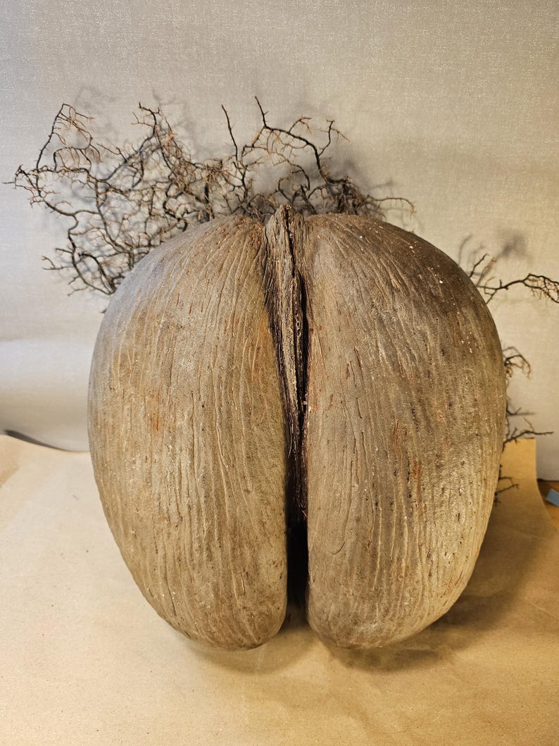 May include: A large, brown coco de mer seed with a deeply grooved texture. The seed is split down the middle, revealing a dark interior. Delicate, twig-like branches extend from the top, adding a natural element to the composition.