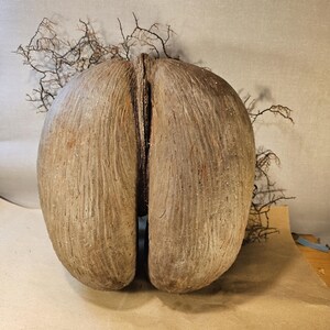 Coco de Mer – an extraordinary natural wonder | Sculptural image 2