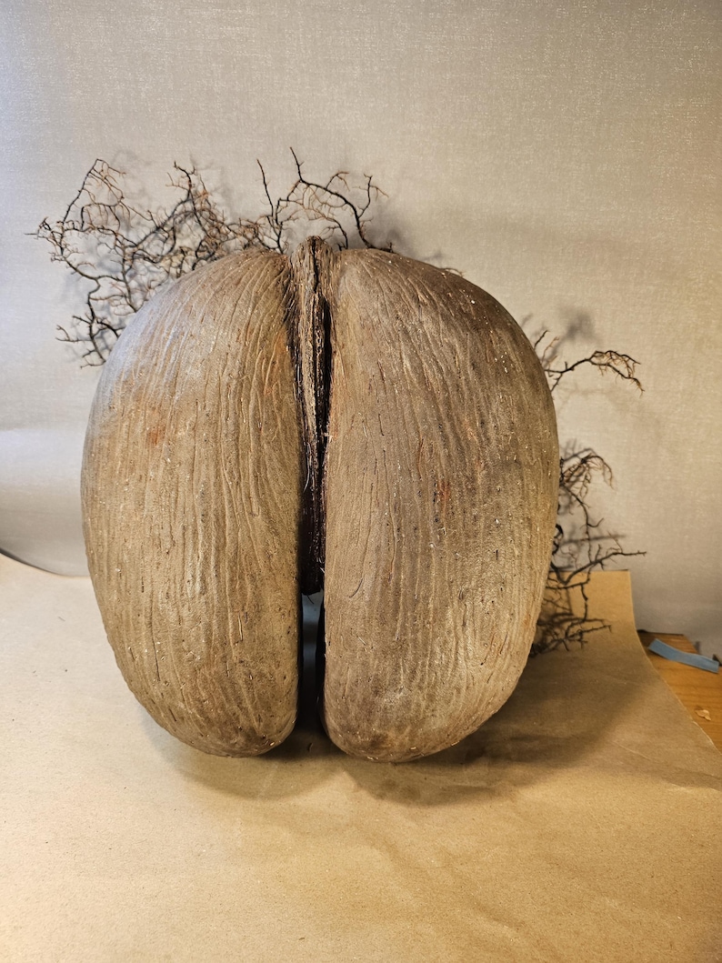 Coco de Mer – an extraordinary natural wonder | Sculptural image 2