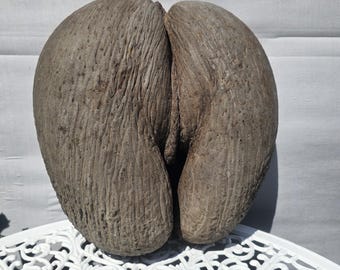 Coco de Mer – an extraordinary natural wonder | Sculptural
