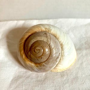 Large Snail Shell Fossil