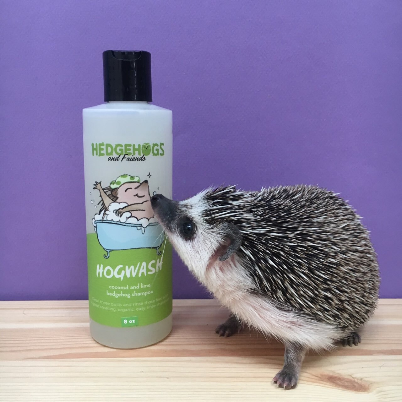 Hogwash Coconut Lime Scented Hedgehog Shampoo 8oz 