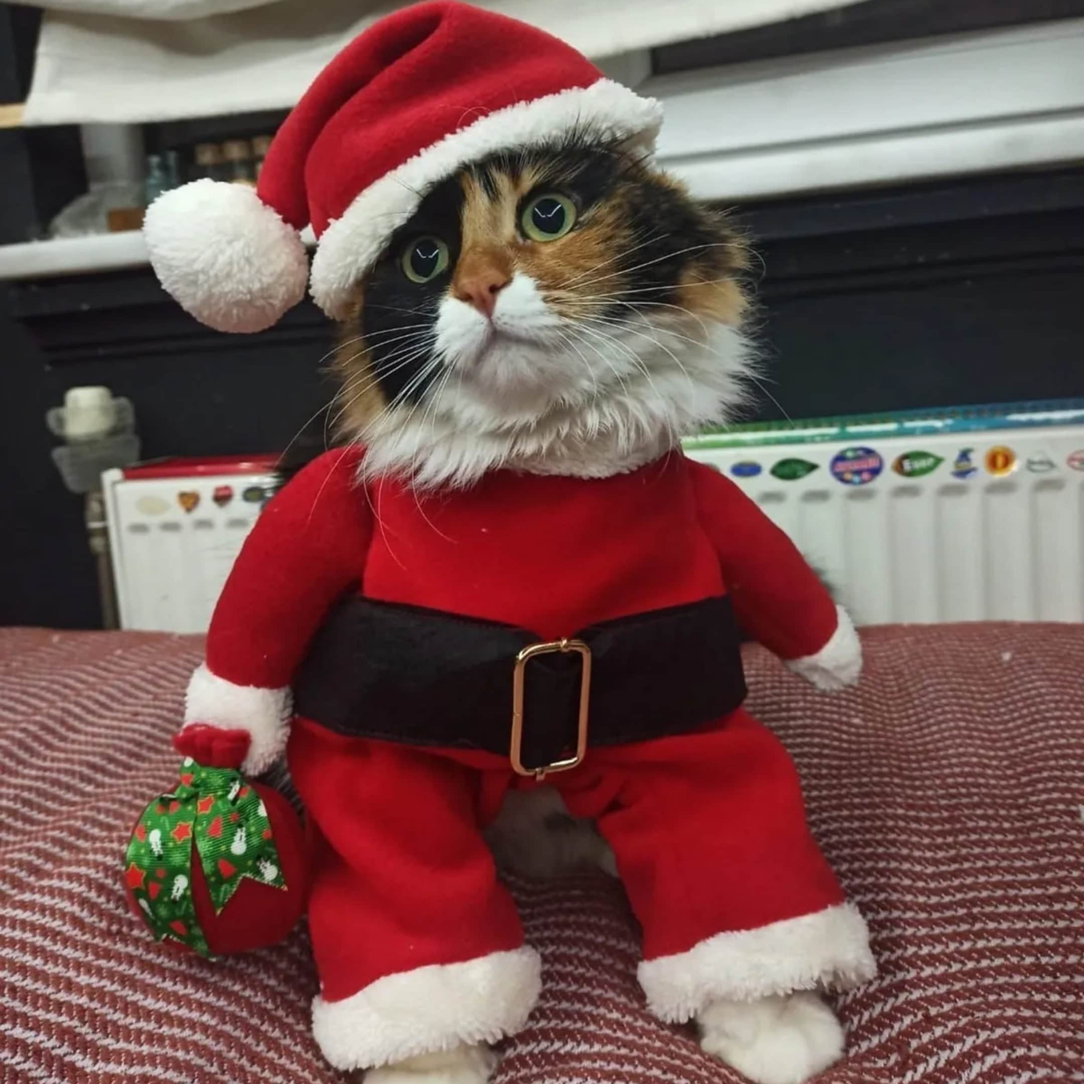 Cat Santa Costume Etsy Singapore