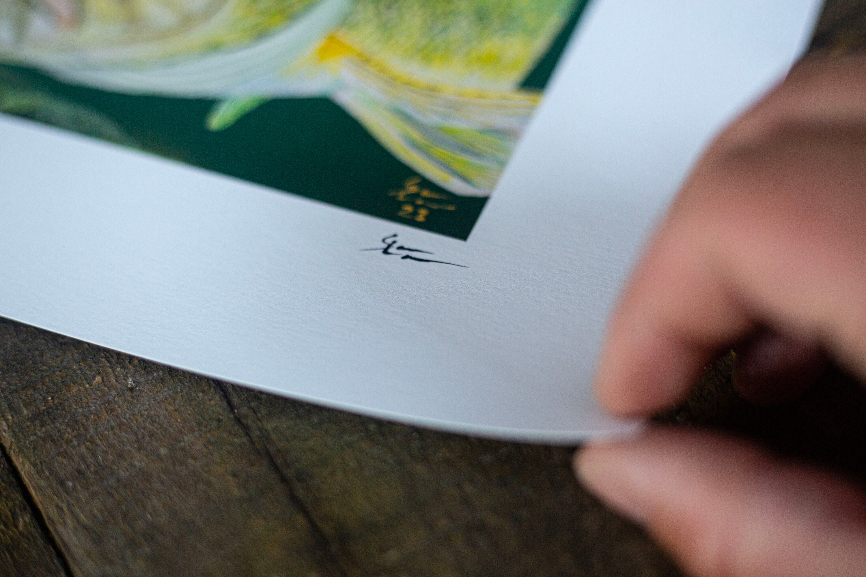 2024 MN Walleye Stamp Etsy