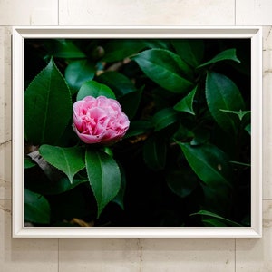 Pink Camellia Flower Bush Nature Photography - Printable Fine Art - DIGITAL DOWNLOAD