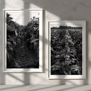 tobacco stick wall art Tobacco Stick Wall Art
