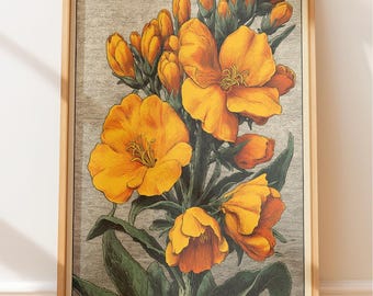 Vintage Abendprimel botanische Gravur, viktorianische Blumen Illustration Wandkunst