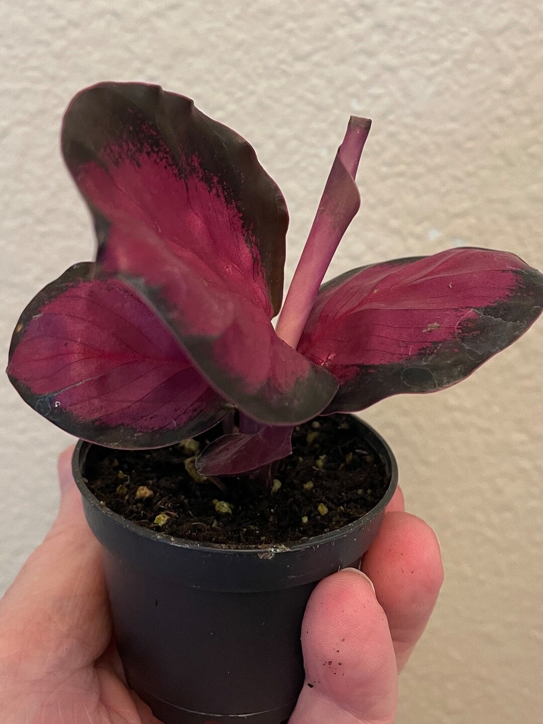 Tropical Houseplant Seeds Indoor Purple Tip Calathea Seeds  Grow Your Own  Stunning Indoor Or Outdoor Plant Rattlesnake Plant Live