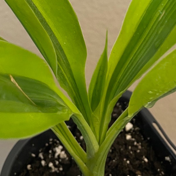 Dracaena Warneckii Lemon Lime houseplant with dark green neon lime striped leaves, live easy care beginner plant perfect for home or office