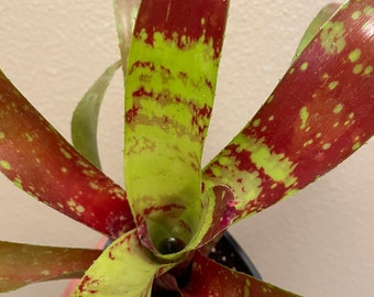 Rare Neoregelia Screaming Tiger Bromeliad - Vibrant Foliage with green orange and red leaves - Easy Care Live Houseplant 4” pot