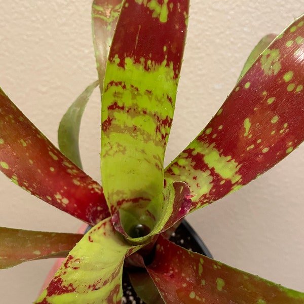 Rare Neoregelia Screaming Tiger Bromeliad - Vibrant Foliage with green orange and red leaves - Easy Care Live Houseplant 4” pot