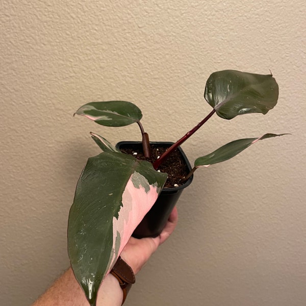 Philodendron Pink Princess - Live, Easy Care Beginner Houseplant - green and pink variegated leaves - stunning bright foliage - 4” pot