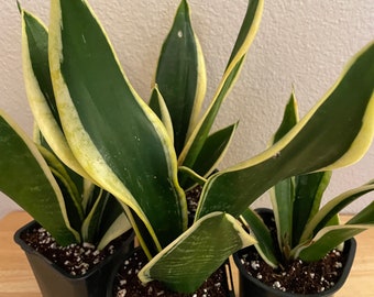 Sansevieria Black Gold Snake Plant Trifasciata in a 4 inch pot - live easy care compact house plant with yellow and green variegated leaves