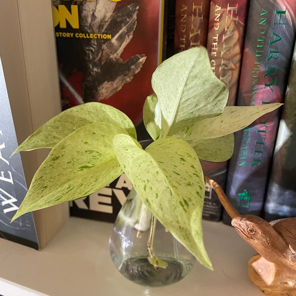 Pothos Snow Queen Marble Queen live houseplant in Pot in decorative glass vase, Easy Care stylish plant, perfect gift plant