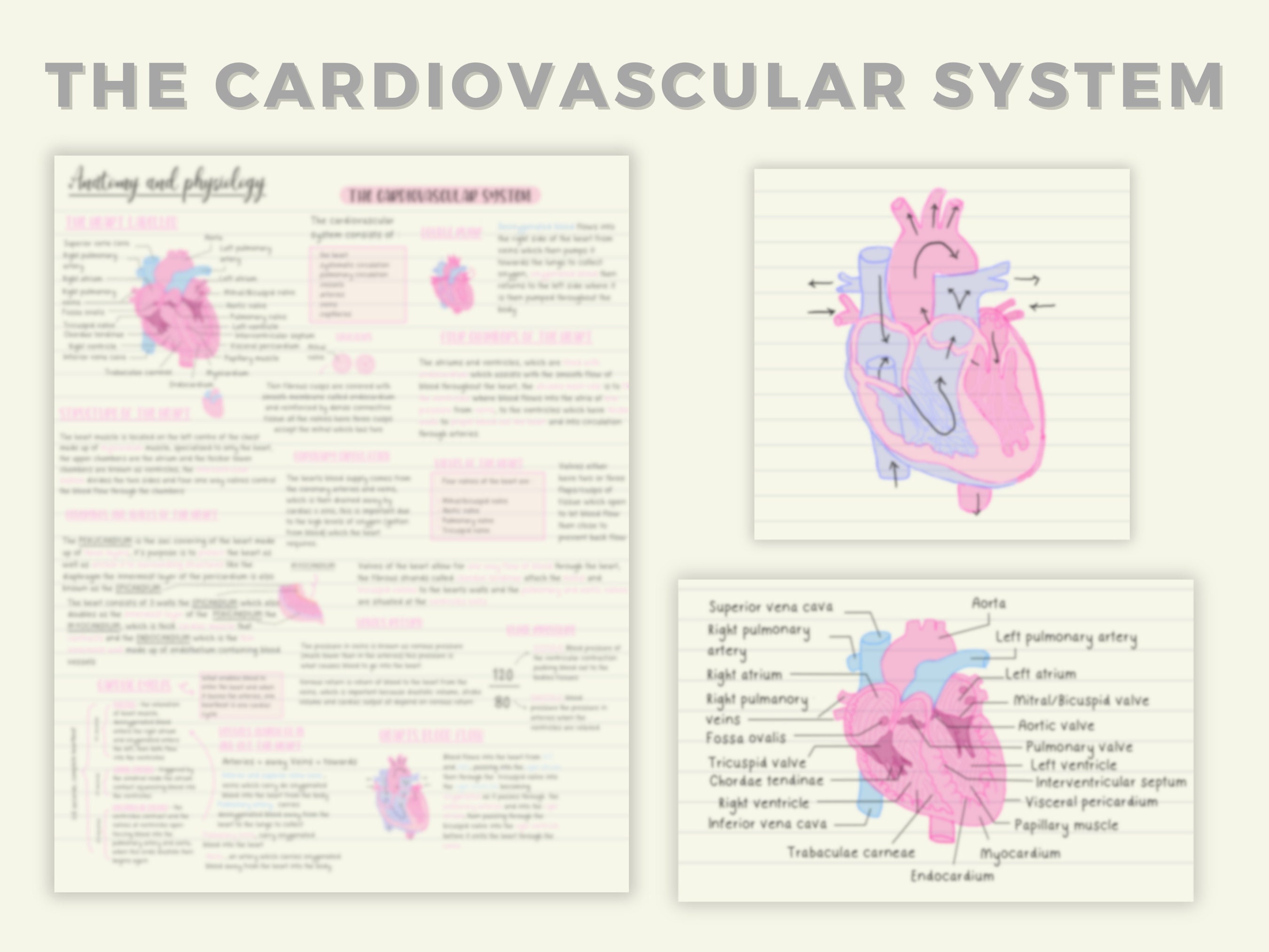 Anatomy And Physiology Cardiovascular System Guide Etsy Anatomy And Physiology Cardiovascular System Guide Etsy