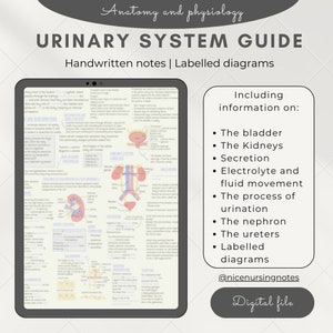 May include: A digital tablet displaying a urinary system guide with handwritten notes and labeled diagrams. The screen shows detailed anatomical information, including the bladder, kidneys, nephrons, and ureters, alongside text about fluid movement.