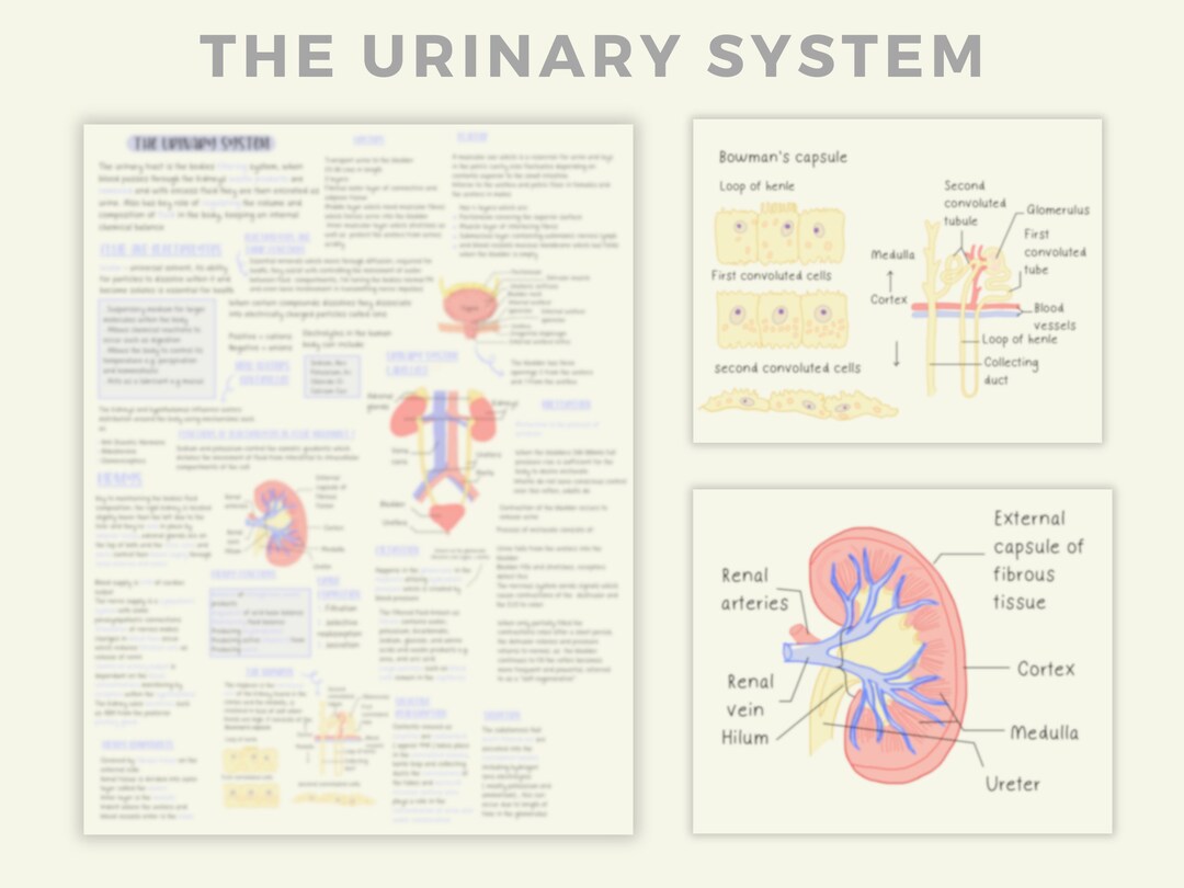 Anatomy and Physiology Renal System Guide - Etsy New Zealand