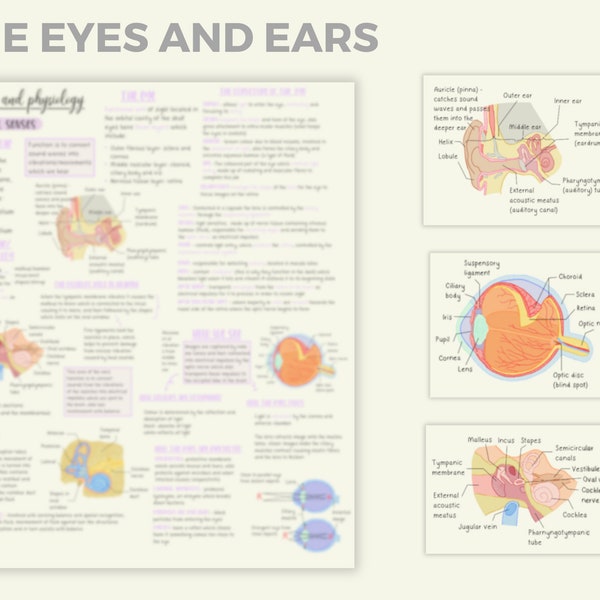 Eyes and ears- anatomy and physiology guide