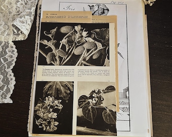 Vintage Book Page Ephemera Pack: 50 Assorted Antique Paper Pieces of Ephemera Junk Journals.  Authentic Pages from Historical Sources