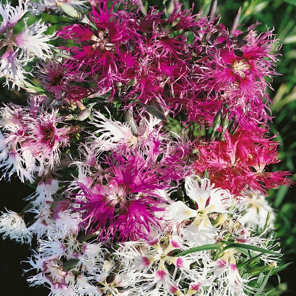 Dianthus Seed - Dianthus Superbus Spooky Mix Flower Seeds - 10000 Seeds