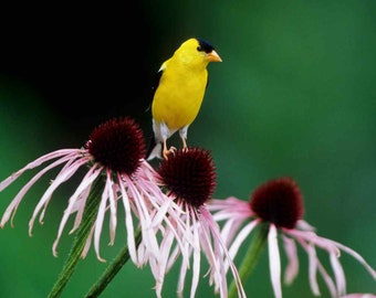 Echinacea Pallida Drought Tolerant Pale Purple Coneflower Flower Seeds - 1000 Seeds