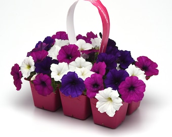 Easy Wave Spreading Petunia Great Lakes Flower Seed Mix - 30 Seeds