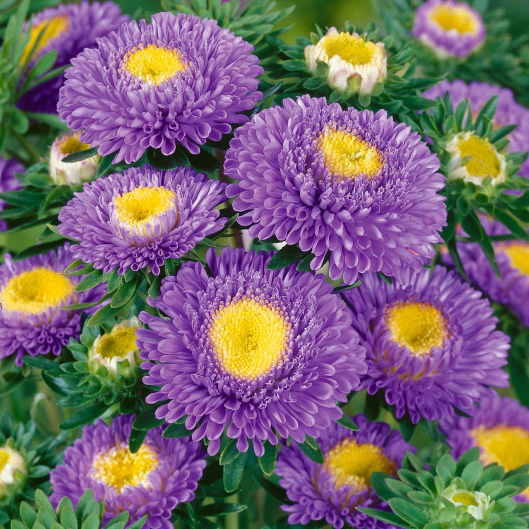 Aster Seeds Aster Pompon Light Blue Flower Seeds 2000 Seeds Etsy