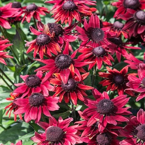 May include: A cluster of dark red coneflowers with black centers. The flowers have a slightly orange hue and are in full bloom.