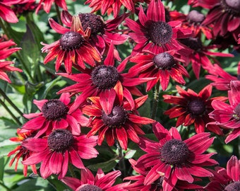 Rudbeckia Hirta Cherry Brandy Drought Tolerant Garden Plant Flower Seeds - 50 Seeds