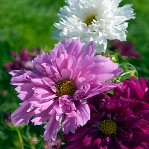 May include: Close-up of three flowers: a white cosmos, a pink cosmos, and a dark purple cosmos.