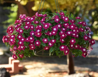 Drought Tolerant Burgundy Vinca Flower & Ground Cover Plant Seed - 50 Seeds