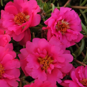 Purslane Portulaca Grandiflora Fuchsia Herb & Ground Cover - 100 Seeds