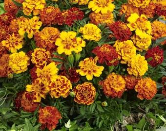 Marigold Seeds - Tagetes Patula Flower Seed Mix - 1000 Seeds