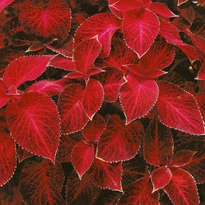 Wizard Red Velvet Coleus Seeds - Shade Garden Plants - 100 Seeds